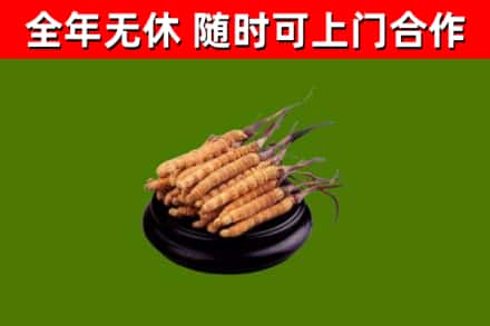 蓬安县回收冬虫夏草